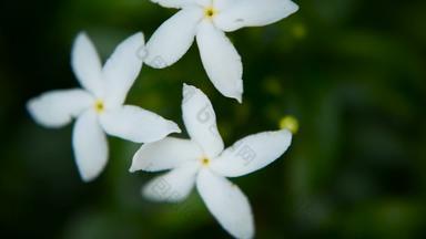 关闭白色花gerdenia黑纱茉莉花栀子花jasminoides背景